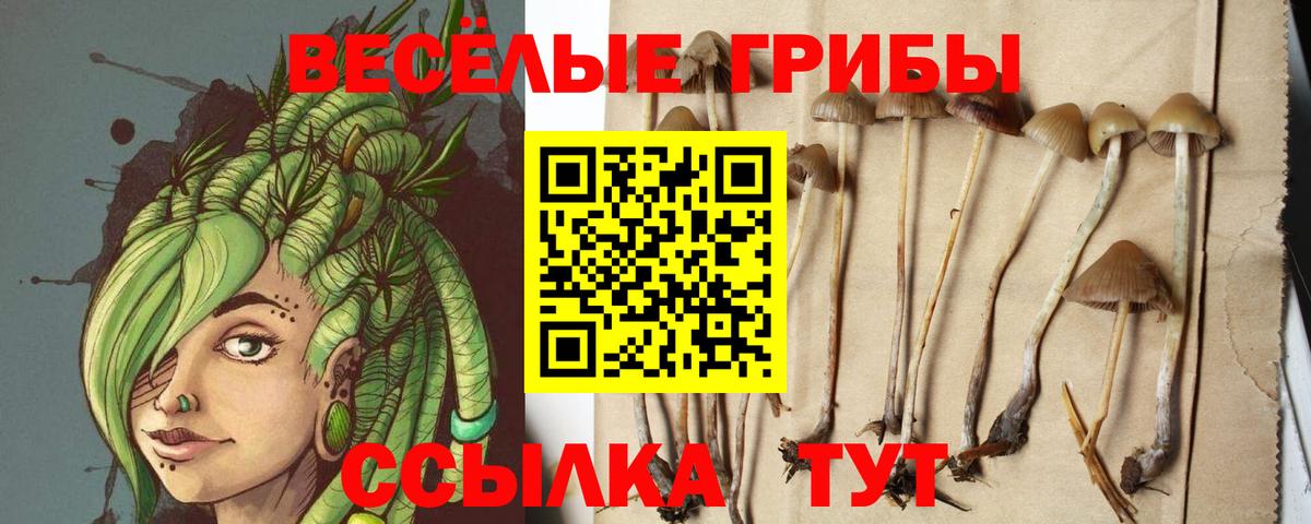 Псилоцибиновые грибы MAGIC MUSHROOMS  сколько стоит  Вход с VPN  Мичуринск  Галлюциногенные грибы MAGIC MUSHROOMS 